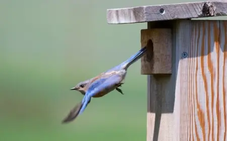 mit diy nistkasten oder vogelhäuschen vögel anlocken und ihnen ein neues zuhause im garten ermöglichen