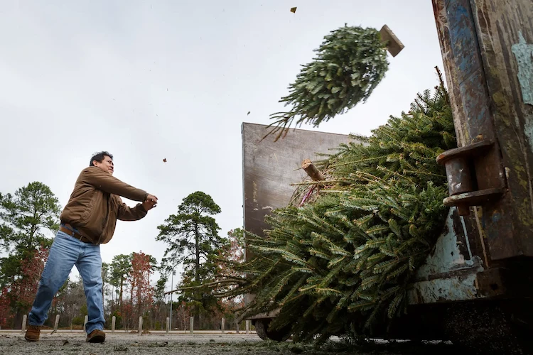 nicht auf die mülldeponie einen weihnachtsbaum entsorgen und ihn durch recycling wiederverwenden