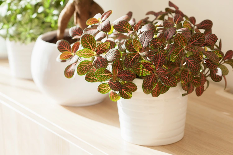rot grüne blätter einer mosaikpflanze können jeden wohnraum verschönern
