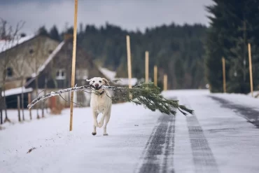 tierfreundlich einen weihnachtsbaum entsorgen im freien während der wintersaison