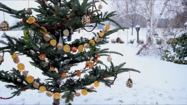 unbrauchbare weihnachtsbäume als vogelhäuschen mit orangenschalen im garten aufstellen