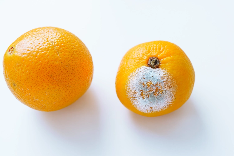 verdorbene zitrusfrüchte wie mandarinen schimmeln und eignen sich nicht zum verzehr