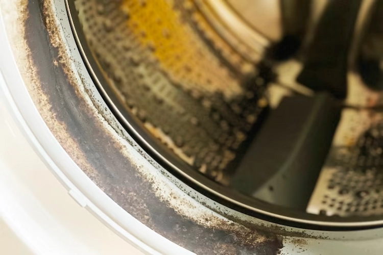 verschimmelte gummidichtung an waschmaschine verursacht muffige gerüche und dunkle wäsche stinkt