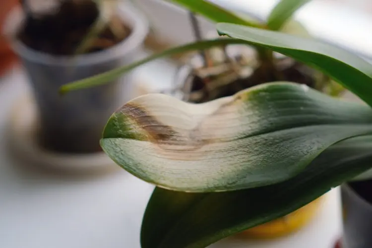 welke und gelbe Blätter bei Orchideen Pflege