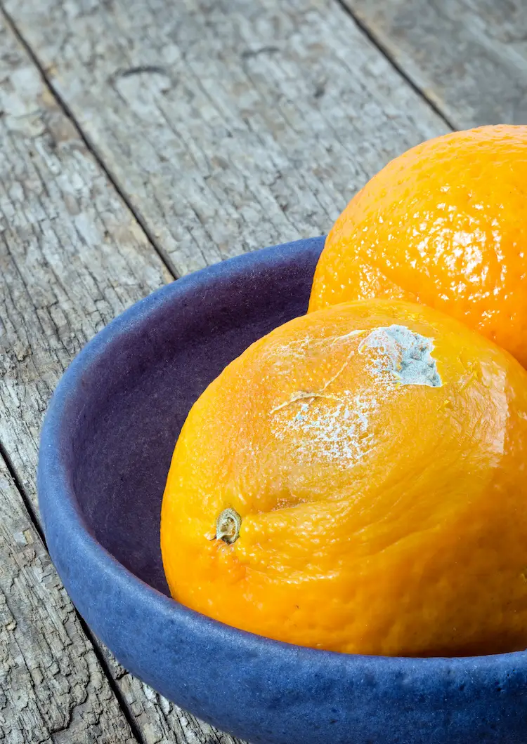 wenn orangen oder mandarinen schimmeln oder verderben die zitrusfrüchte entsorgen