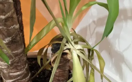 yucca hat gelbe blätter fallen ab