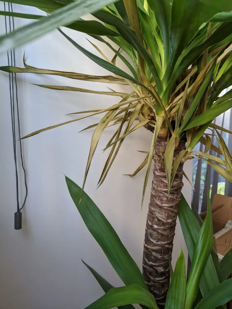 yucca palme bekommt gelbe blätter was tun