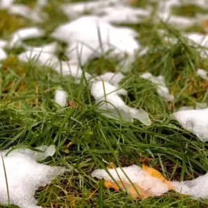 Ab wann Rasen säen im Winter