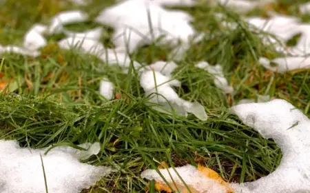 Ab wann Rasen säen im Winter