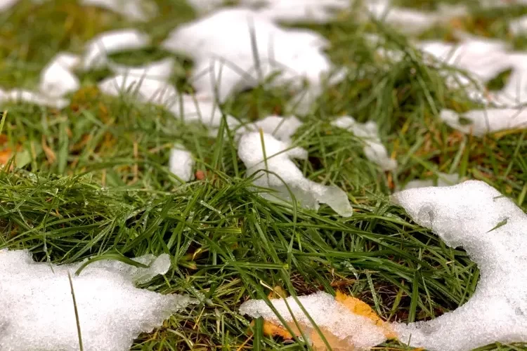 Ab wann Rasen säen im Winter