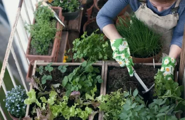 Ab wann können Sie Ihren Balkon bepflanzen mit Kräutern
