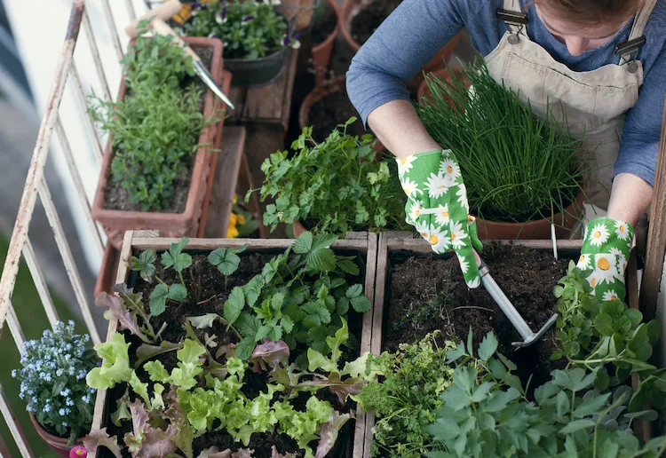 Ab wann können Sie Ihren Balkon bepflanzen mit Kräutern