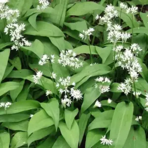 Bärlauch pflanzen - im Garten alles von der Aussaat bis hin zu Wachstumsbedingungen, Pflege, Ernte, Lagerung