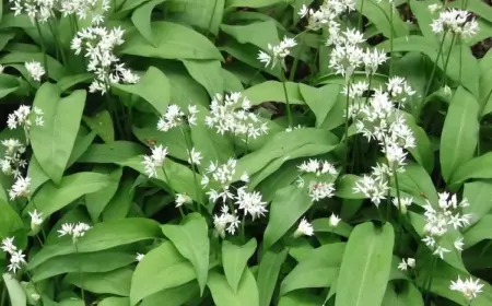 Bärlauch pflanzen - im Garten alles von der Aussaat bis hin zu Wachstumsbedingungen, Pflege, Ernte, Lagerung