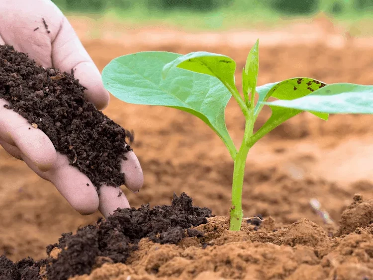 Beinwell und Winterbohnen können als Gründünger angebaut werden, um Stickstoff im Boden zu fixieren