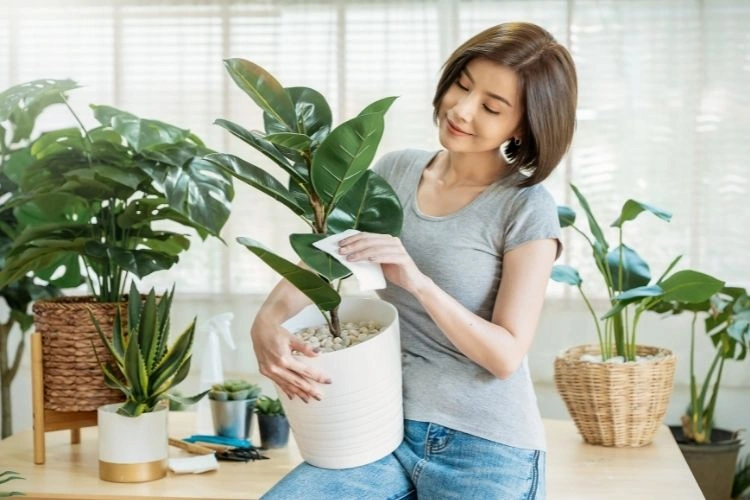 Blattpflege für Zimmerpflanzen - 5 Tipps zur richtigen Pflege, damit Ihre grünen Schönheiten gut gedeihen