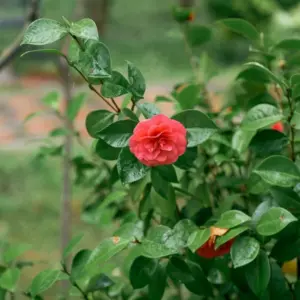 Blühende Kamelie im Garten