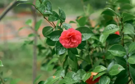 Blühende Kamelie im Garten