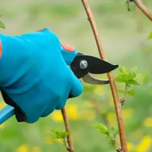 Brombeeren schneiden im Frühjahr - Wann und wie Sie das richtig machen für eine üppige Ernte