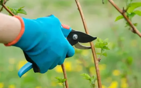 Brombeeren schneiden im Frühjahr - Wann und wie Sie das richtig machen für eine üppige Ernte