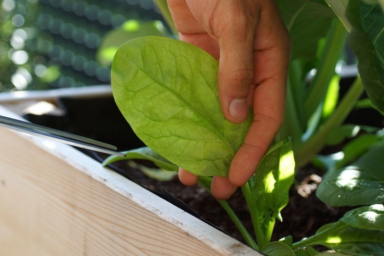 Spinat anbauen im Topf auf dem Balkon - Das Blattgemüse gedeiht auch unter beengten Verhältnissen