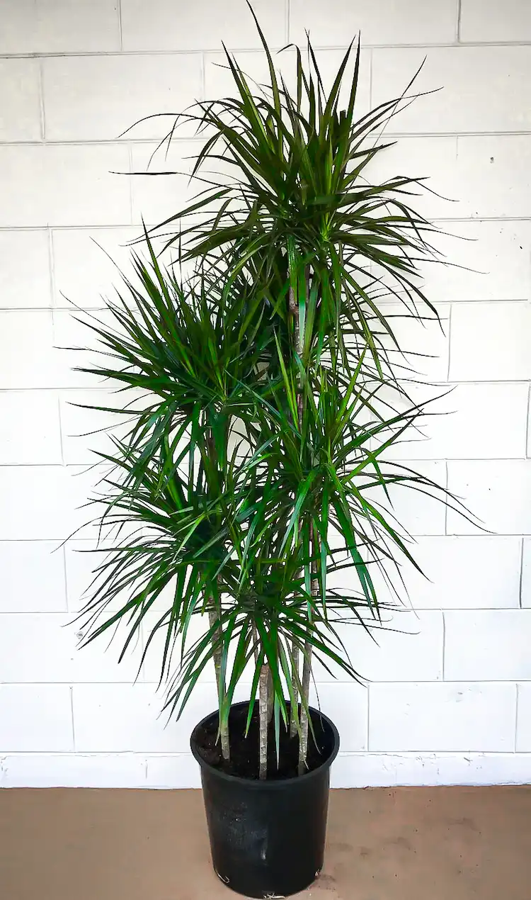 Der Drachenbaum ist eine der pflegeleichtesten Pflanzen für Innenräume