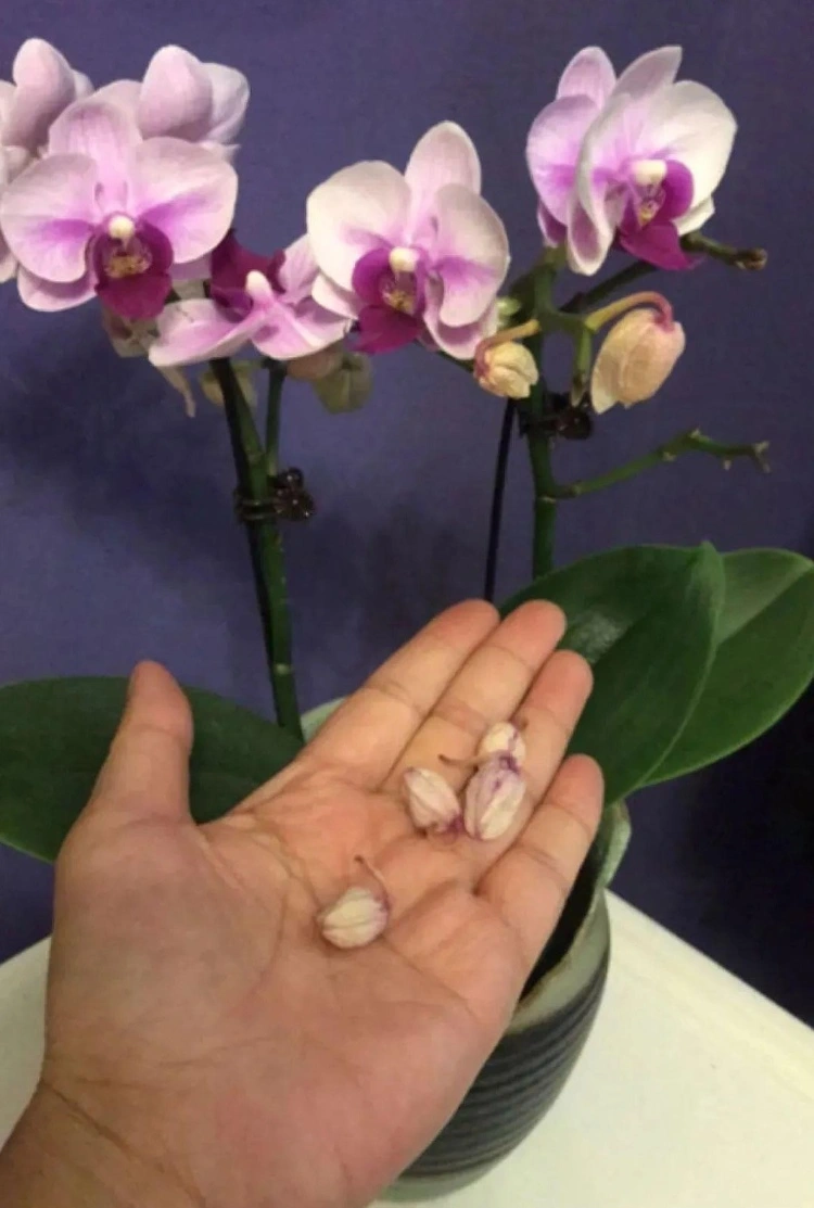 Die Orchidee verliert Knospen wegen Temperaturschwankungen