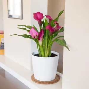 Die Zimmercalla ist eine sehr elegante Pflanze, die sehr einfach zu pflegen ist