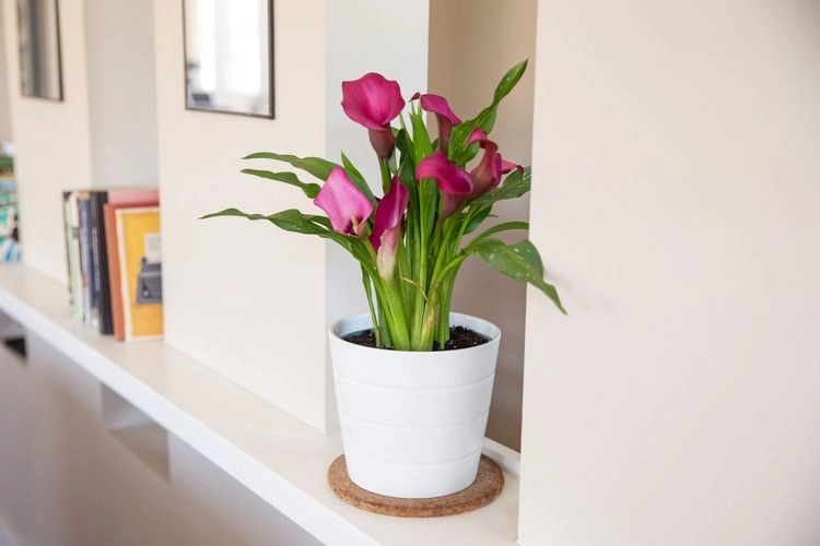 Die Zimmercalla ist eine sehr elegante Pflanze, die sehr einfach zu pflegen ist