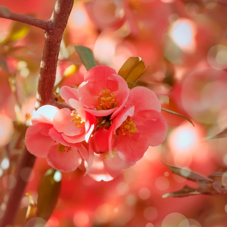 Die japanische Zierquitte hat flammend orangefarbene Blüten ab März