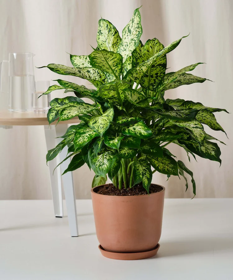 Dieffenbachia Pflege - alle richtige Wachstumsbedingungen für die beliebte Zimmerpflanze erläutern wir