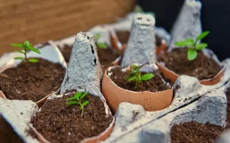 Eierschalen kann man auch als Pflanzschale benutzen