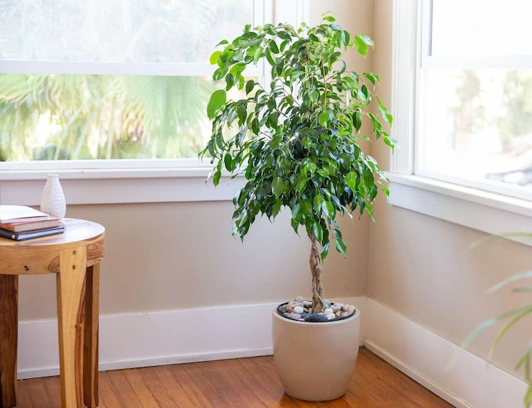 Eine weitere sehr pflegeleichte grüne Pflanze für die Wohnung ist der Ficus Benjamina