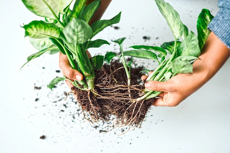 Es gibt drei einfache Möglichkeiten, eine Dieffenbachia-Pflanze zu vermehren