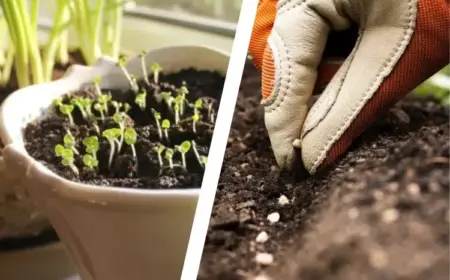 Gemüse vorkeimen oder vorziehen Vorteile und Nachteile