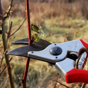 Herbsthimbeeren schneiden im Februar - Tipps befolgen für eine reiche Ernte + Pflege nach dem Beschneiden