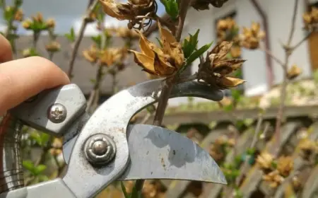 Hibiskus schneiden im Spätwinter - Wie den Schnitt bei verschiedenen Arten vornehmen