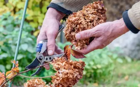 Hortensien schneiden im Topf - Wann und wie verschiedene Sorten beschneiden für prächtige Blüte