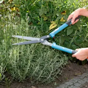 Im Frühjahr sollten Sie Ihren Lavendel stärker zurückschneiden