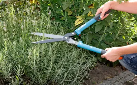 Im Frühjahr sollten Sie Ihren Lavendel stärker zurückschneiden