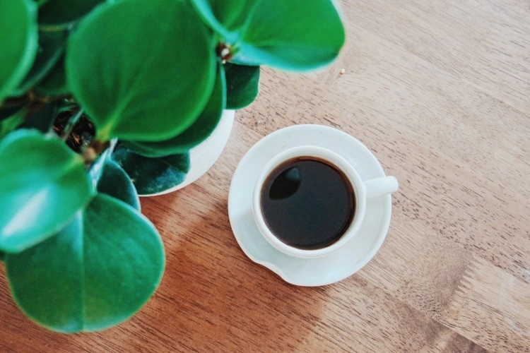 Ist schwarzer Kaffee gut für Pflanzen