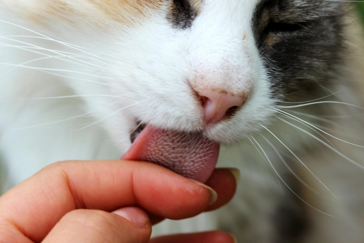 Katzen kommunizieren, indem sie Gegenstände und andere Tiere mit ihrem Geruch markieren