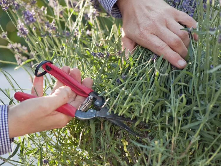 Lavendel richtig schneiden - Wann und wie sollten Sie den Schnitt machen, damit die Pflanze gut gedeiht