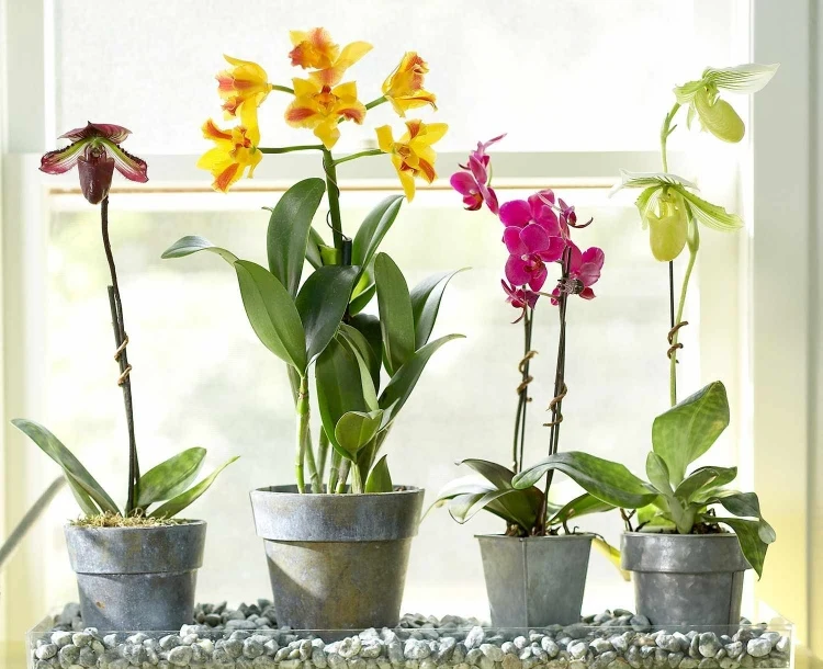 Luftfeuchtigkeit für Orchideen erhöhen Methoden