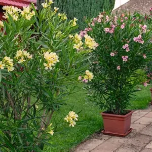 Man kann Verjüngungsschnitt bei Oleander durchführen, um überwucherte Pflanzen in Form zu bringen