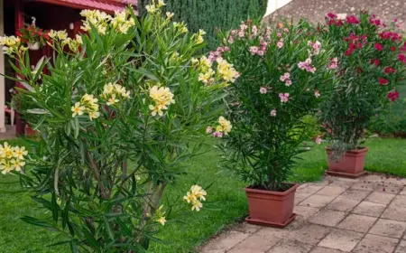 Man kann Verjüngungsschnitt bei Oleander durchführen, um überwucherte Pflanzen in Form zu bringen