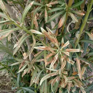 Oleander erfroren - Was tun, um die beliebte Pflanze noch zu retten - Anleitungen befolgen