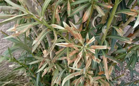 Oleander erfroren - Was tun, um die beliebte Pflanze noch zu retten - Anleitungen befolgen