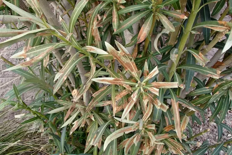 Oleander erfroren - Was tun, um die beliebte Pflanze noch zu retten - Anleitungen befolgen
