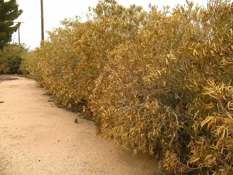 Oleander können den Winter unbeschadet überstehen, solange die Temperaturen nicht unter -10 Celsius sinken